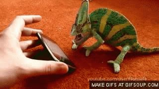 camale&oacute;n,asustado,cara,boca,abrir,raro,gracioso,iphone,susto