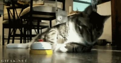 Gato,Boton,Apretar,Comida,Dar