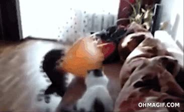 palangana,gatos,colada,ropa,cubo,atrapar,encerrarse