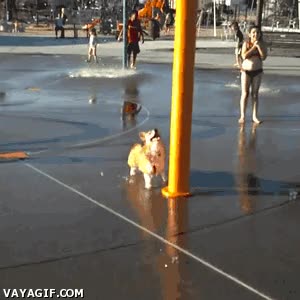 ducha,agua,felicidad,corgi,perro
