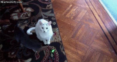 verde,inteligente,quieto,trampa,perseguir,gato,punto rojo,puntero l&aacute;ser