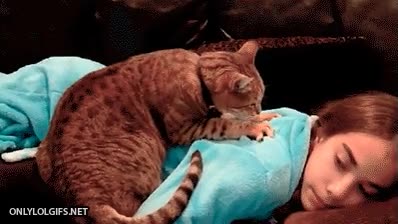 sofa,masajear,gato,masaje,masajista