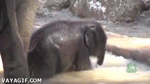 Chapotear,Elefante,Nariz,Agua,Jugar,Bañar,Cachorro,Salpicar