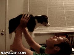 Muevo mis patas pero no avanzo ¿Qué clase de brujería es esta? volar,caminar,cargar,brujería,perro,patas,avanzar