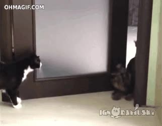 perro,gato,ataque,territorio,salto,puerta,pelea