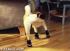 Equilibrio,Fail,Botas,Perro,Calcetines,Zapatos