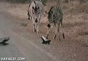 curiosidad,refuerzo,cebras,s&aacute;bana,tej&oacute;n mielero,huir