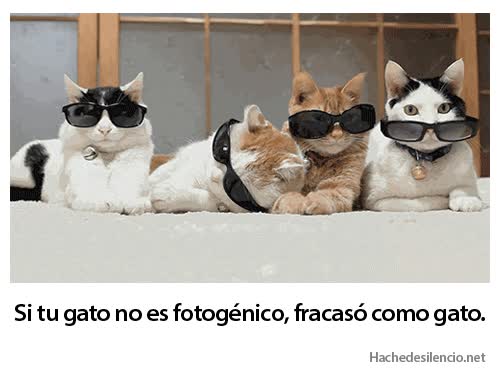 fotos,fracasar,bonitos,fotogenicos,gafas de sol,gato