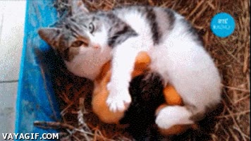 Dormir,Hijos,Cría,Gato,Patitos,Patos