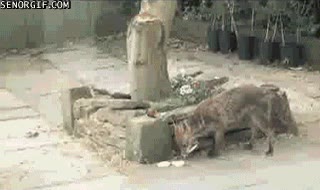 defensor,largarse,perseguir,trampa,gato,jardín,zorro