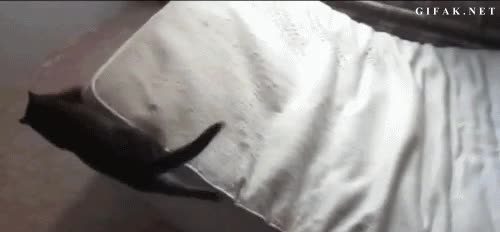 Bajar,Volcar,Siesta,Dormir,Colchón,Cama,Gato