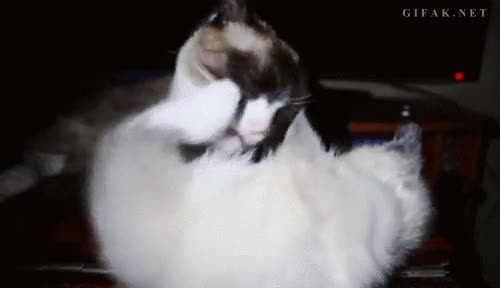 Fail,Ca&iacute;da,Chupar,Gato,Lengua