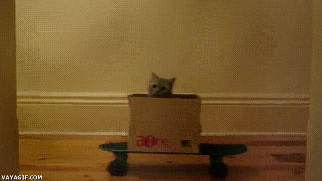 Monopatin,Adiós,Mundo,Denominar,Patinar,Snake,Caja,Gato