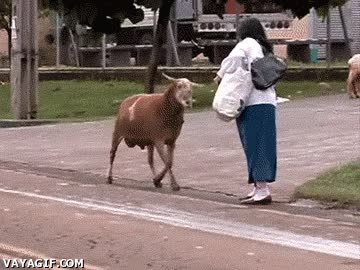 derribar,cabezazo,oveja,cornada,barrio,banda,amenaza,mujer