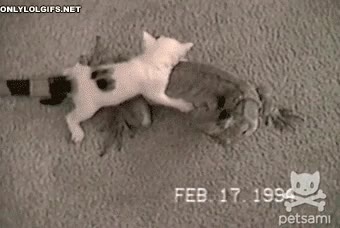 iguana,cola,garras,gato,dinosaurio,lagarto,atrapar