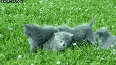 perro,guardia,proteccion,gato,atacar,gatitos,proteger