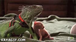 verde,cachorro,gato,iguana,mascota,diferente,color de cara