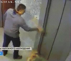 Pug,Carlino,Ascensor,Perro,Salvar,Muerte,Collar,Cuerda