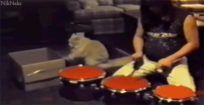 gato,baterista,caja,el mejor,tocar,musica,competencia