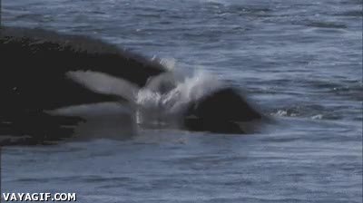 Enlace a En algunas ocasiones la naturaleza puede ser brutal