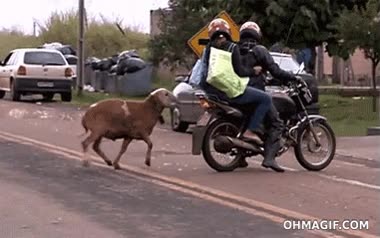 volcar,tirar,moto,empujar,cabezazo,cabra