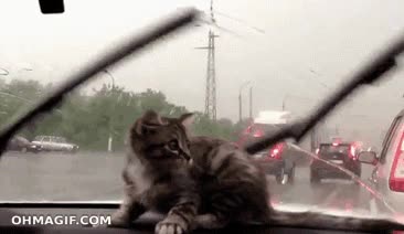 limpiaparabrisas,limpias,gato,gatito,volverse loco