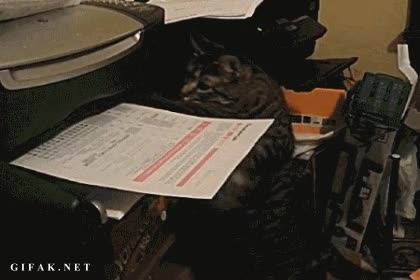 Gato atacando a su archienemigo, el diabólico papel recién imprimido Gato,Atacar,Sacar,Hoja,Imprimir,Impresora,Archienemigo