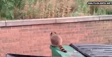 mapache,muro,saltar,corto,fail,golpe,caida