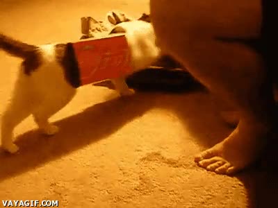 coca cola,gato,caja,pequeña,imposible,entrar