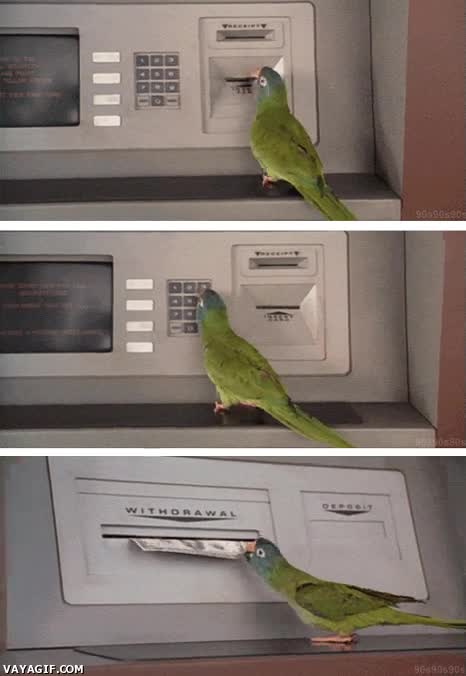 Robar.,Banco,Ladr&oacute;n,Loro,Dinero,Cajero autom&aacute;tico
