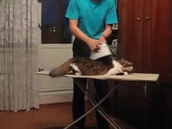 gato,planchar,pelo,liso,brillante