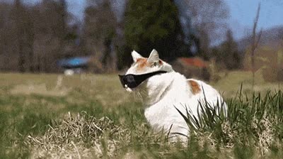 gato,gafas de sol,campo,fabulous