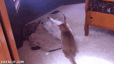 asalto,gato,salto,perro,duelo,pelea,giro,jugar
