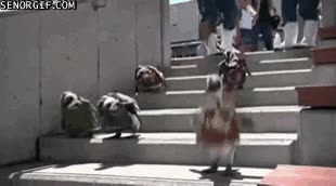 ping&uuml;inos,trajes,corte,realeza,escaleras