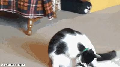 Estoy aburrido, haré la voltereta para divertirme gato,absurdo,giros,gracioso,voltereta,movimiento