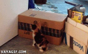 Los gatitos ya nacen con una inteligencia muy desarrollada Gato,caja,puerta,inteligencia,truco,secreto