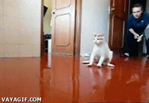 transporte,resbalar,gato,garras,empuj&oacute;n,suelo