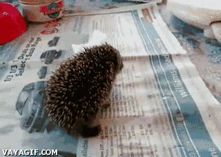 papel,batalla,puercoespín,pelea sin cuartel,tregua,erizo