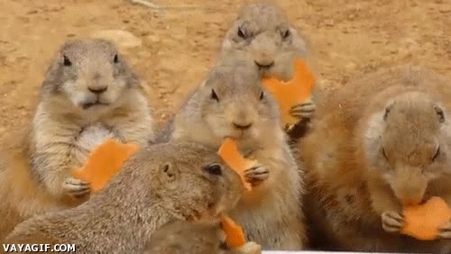 disfrutar,comer,amigos,Pelicula,perrito de la pradera