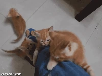 gato,gatitos,pierna,subir,ascensor