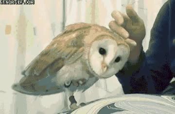 girar,rascar,cabeza,buho