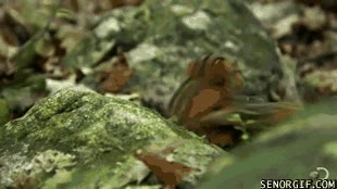 a muerte,ardilla,pelea,competir,territorio,correr,duelo,batalla