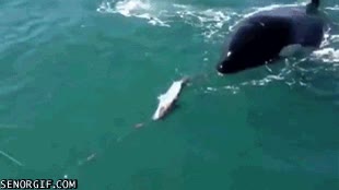 sorpresa,pescar,enorme,mamífero,pez,orca