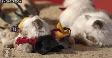 tierno,gato,vigilar,pato,pollo,dormir,pollitos