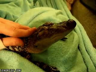 cocodrilo,acariciar,gusto,mascota,mono