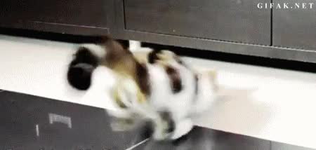 Gato,Novio,Esconder,Prisa,Marido,Cama