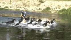 peces,perros,agua,pelota,buscar