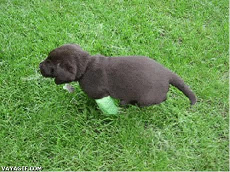 perro,tierno,correr,jugar,yeso