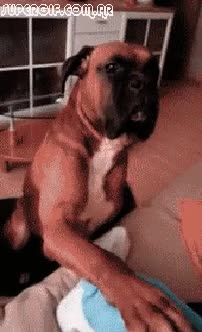 bóxer,perro,manos,rascar,parar,pata