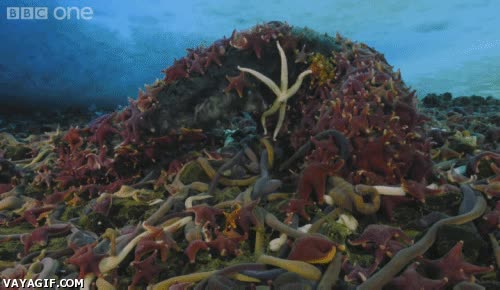 Impresionante, animales marinos alimentándose de una ballena muerta ballena,estrellas,animales,marinos,mar